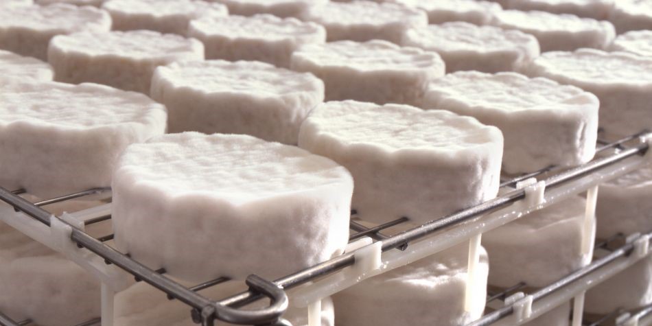 Fromage Artisanal au Maroc : Un Business Gourmand et Rentable